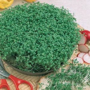 Žerucha Siata vyobraziť