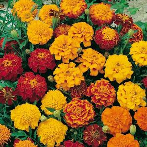 Aksamietnica nízka plnokvetá, oranžový paprsek vyobraziť