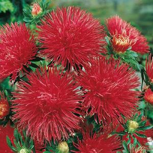 Astra vysoká ihlicovitá červená vyobraziť