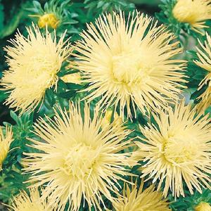 Astra vysoká ihlicovitá žltá vyobraziť