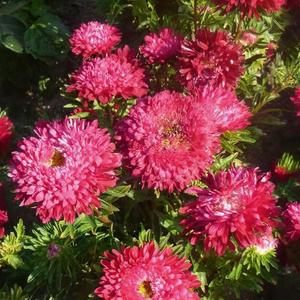 Astra nízka Prúhonický trpaslík šarlátová červená vyobraziť