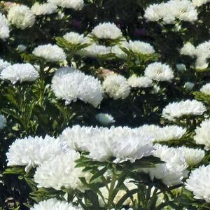 Astra nízka biela vyobraziť