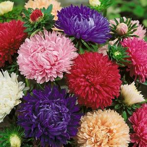 Astra vysoká americka krasa zmes vyobraziť