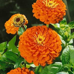 Cínia georgínokvetá oranžová vyobraziť