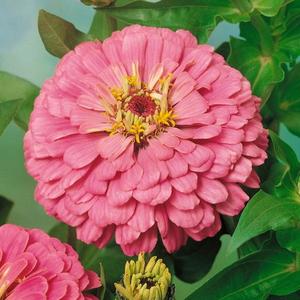 Cínia georgínokvetá ružová vyobraziť