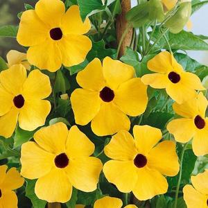 Čiernooká Zuzana ťahavá žltá vyobraziť