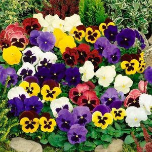 Fialka sirôtka zmes vyobraziť