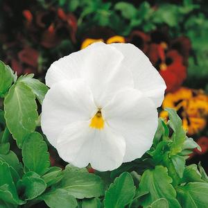 Fialka sirôtka biela vyobraziť