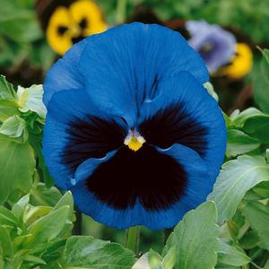 Fialka sirôtka modrá s okom vyobraziť