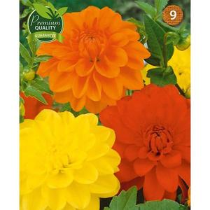 Georgína zmes vyobraziť