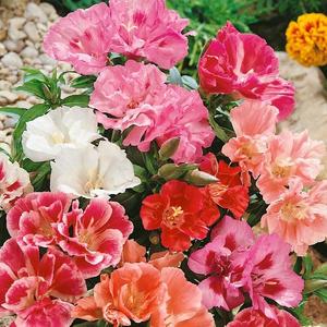 Godecia plnokvetá zmes vyobraziť