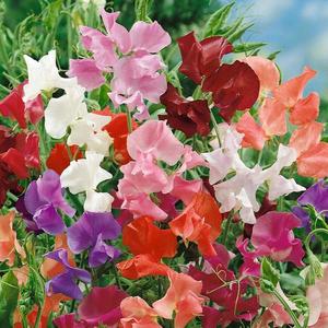 Hrachor ťahavý zmes vyobraziť