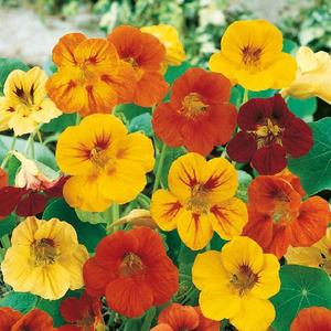 Kapucínka zmes vyobraziť