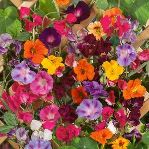 Letničky zmes vyobraziť