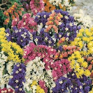 Limonka zmes vyobraziť