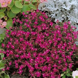 Lobelka drobná červená vyobraziť