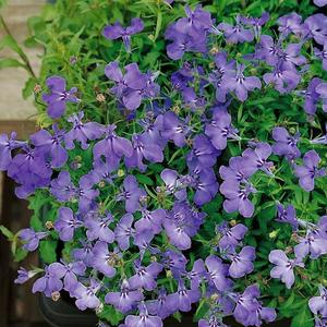 Lobelka drobná modrá vyobraziť