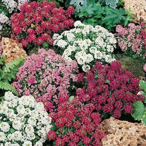 Lobulária zmes vyobraziť