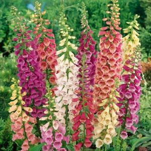 Náprstník červený zmes vyobraziť