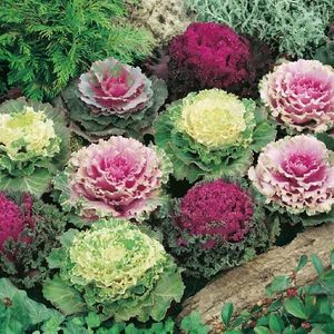 Okrasný šalát vyobraziť