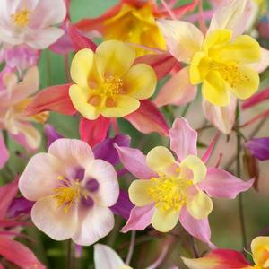 Orlíček zmes vyobraziť