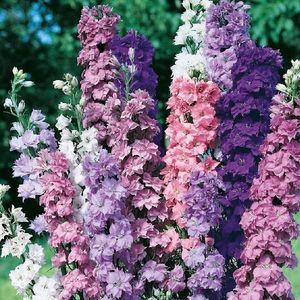 Ostrôžka zmes vyobraziť