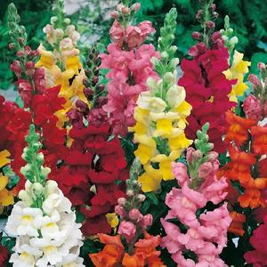 Papuľka väčšia zmes vyobraziť