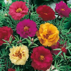 Portulaka veľkokvetá zmes vyobraziť