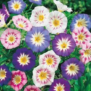 Pupenec zmes vyobraziť