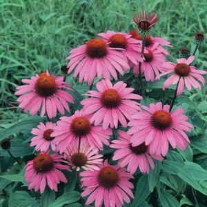 Rudbekia ružová vyobraziť