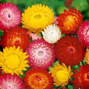 Slamiha vysoká - Zmes na sušenie vyobraziť