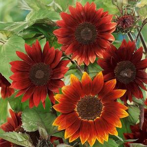 Slnečnica červená vyobraziť