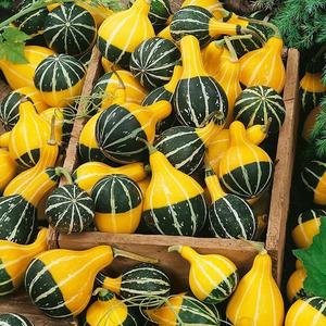 Dekoratívne tekvice Pear Bicolor vyobraziť