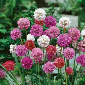 Trávnička prímorská zmes vyobraziť