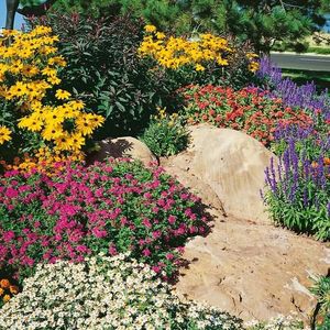 Trvalky do skalky zmes vyobraziť