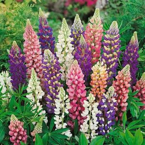 Vlčí bob zmes vyobraziť