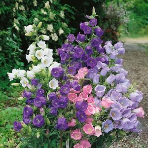 Zvonček zmes vyobraziť