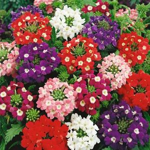 Železník zmes vyobraziť