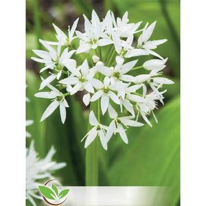 Cesnak Medvedí vyobraziť