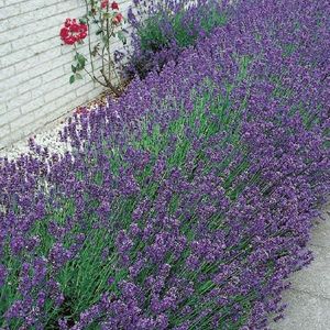 Levanduľa vyobraziť