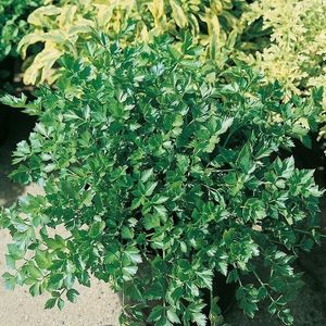 Ligurček vyobraziť