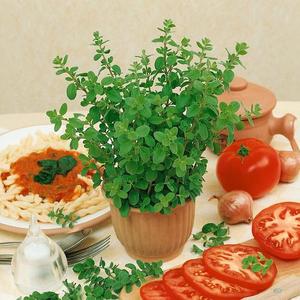 Majorán záhradný vyobraziť