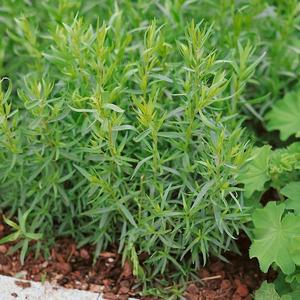 Palina dračia – Estragón vyobraziť