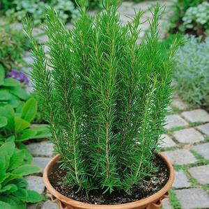 Rozmarín vyobraziť