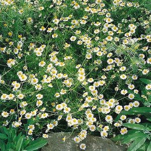 Rumanček kamilkový vyobraziť