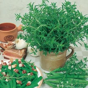 Saturejka záhradná vyobraziť