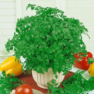 Trebuľka voňavá vyobraziť