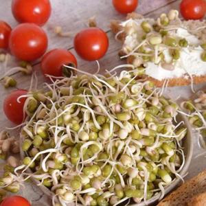 Bio Semená na klíčky - Fazuľa Mung vyobraziť