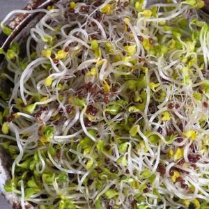 Bio Semená na klíčky - Brokolica vyobraziť