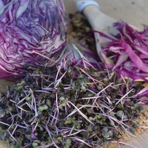 Bio Semená na klíčky - Kapusta červená vyobraziť